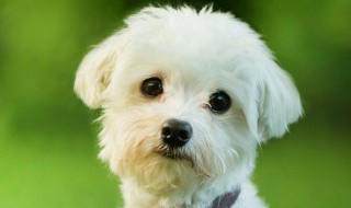 狗死了埋了有什么禁忌 狗死了埋了有哪些禁忌