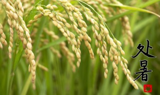 处暑怎么养生食物 处暑如何养生