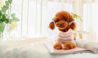 纪念爱犬伤感句子 有什么纪念爱犬伤感句子