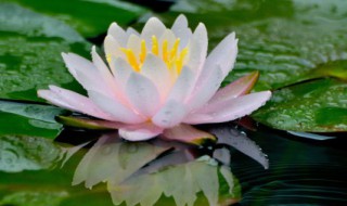 爱莲说赏析 关于爱莲说赏析