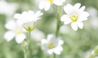 清新脱俗的句子 清新脱俗的句子有哪些