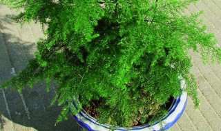 文竹叶子发簧怎么办 文竹叶子发黄怎么处理