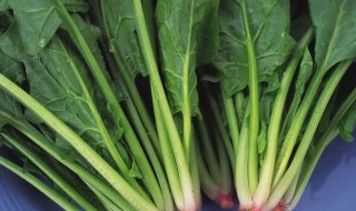 立秋能不能种青菜 立秋是否能种青菜