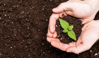 水芹种植方法 关于水芹种植方法
