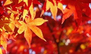 立秋注意养生 立秋注意什么