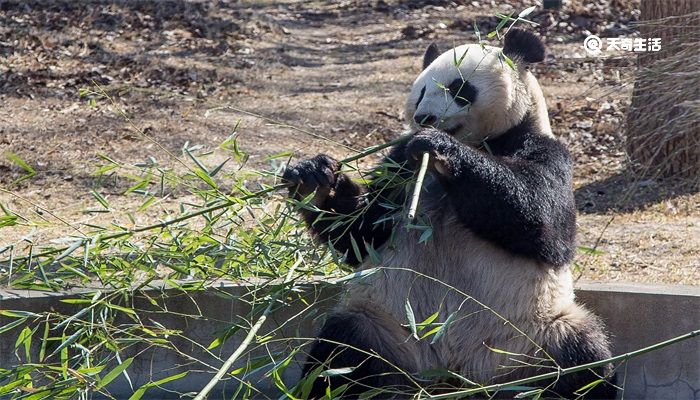 世界上唯一圈养棕白色大熊猫叫什么 世界上唯一圈养棕白色大熊猫叫什么名字