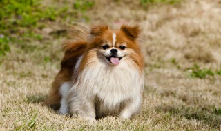 拉布拉多多大开始训练 训练时应该注意什么