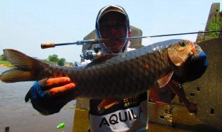 军鱼钓法 军鱼怎么钓