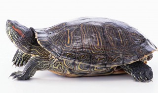 巴西龟为什么不能养 巴西龟对的危害有哪些