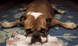 2019年属狗人全年运程 属狗人今年运势如何