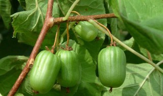 东北软枣猕猴桃什么品种好呢 适合东北种植的软枣猕猴桃品种