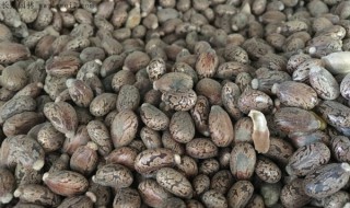 蓖麻一亩地打多少公斤 它的市场前景怎么样