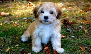 哈瓦那犬饲养方法 一起来养宠物吧