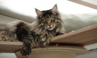 缅因猫饲养方法 原来这么简单呀