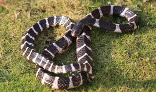 银环蛇怎么吃 有很好的食疗作用