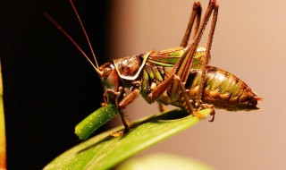 蝈蝈的象征 你都了解吗