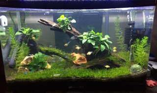 鱼缸起雾怎么办 三种方法教你轻松搞定