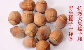 榛子树的种植方法 多涨点见识