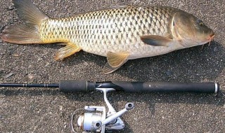 香虎钓鱼用法用量 教你成为钓鱼高手