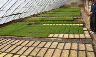 水培芽苗菜有几种 详细情况告诉你