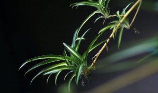 适合秋冬养的花 秋冬季适宜养的家居植物