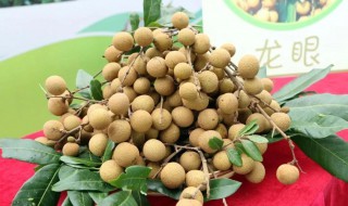 嫁接龙眼树的技术最佳季节 什么时候嫁接龙眼树最好