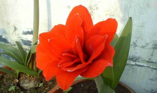 朱顶红秋季换盆行吗 朱顶红换盆最佳时间