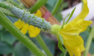 越夏黄瓜种植技术 黄瓜越夏如何栽培