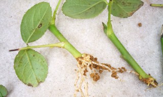 9月份扦插月季能活么 月季扦插能后要注意什么