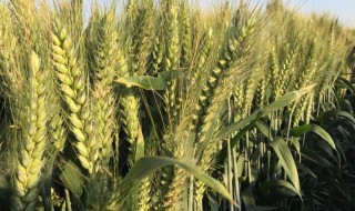 小麦高产种植技术 栽培管理技术是关键