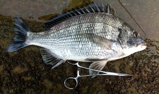 钓黑鲷最厉害的方法 避开风浪才能上大鱼