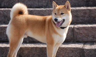 中华田园犬缺点有哪些 告诉你中华田园犬的3个缺点