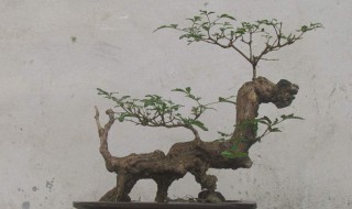 如何采挖黄荆 需注意这些方面