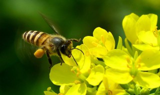 蜜蜂能干什么 它真的很有用