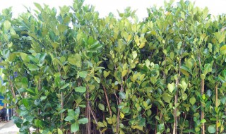 桐麸对果树的作用 这是种树的好东西