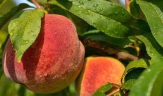 最贵最甜的桃树品种 很让人嘴馋哦