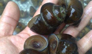 养殖田螺成本 请认真阅读下文