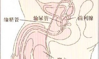 前列線炎是怎麽發生的 会导致什么病出现