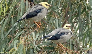 丝光椋鸟一般有什么病 丝光椋鸟长什么样