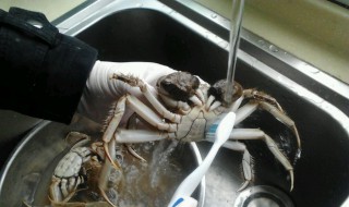 洗螃蟹最简单的方法 螃蟹怎么洗才干净