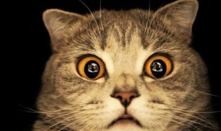 家里死了猫的禁忌 这四条禁忌必须知道