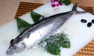 马鲛鱼是海鱼吗 马鲛鱼是什么样子