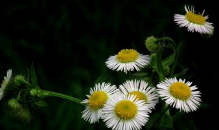 哀悼战友句子 悲伤的句子分享