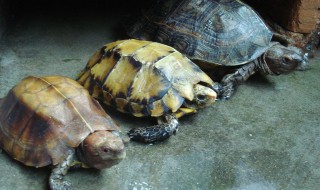 亚洲巨龟的寿命 亚洲最大的龟之一