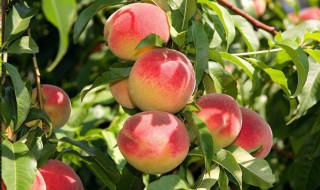 桃树苗什么品种好 它有哪些品种