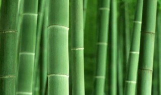 屋后有竹子风水好不好 屋后种什么好