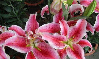 百合花怎么养护 学会这几点 轻松搞定