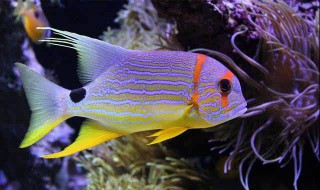 梦到鱼什么意思 梦到抓鱼又是什么意思