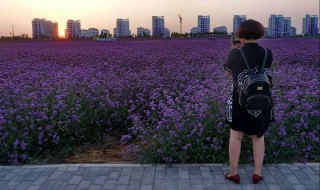 金昌旅游景点有哪些 金昌旅游必去景点攻略