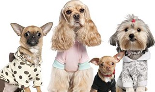 狗狗意外死亡怎么处理 真是件难过的事情